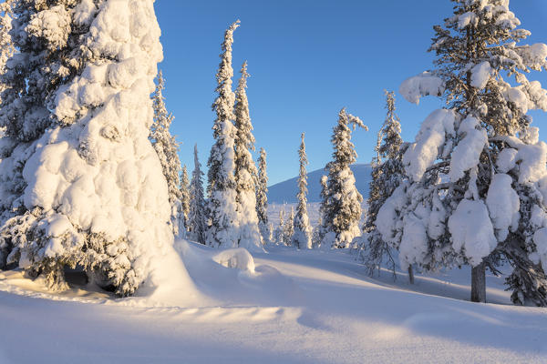 Sun on the snowy woods, Pallas-Yllastunturi National Park, Muonio, Lapland, Finland