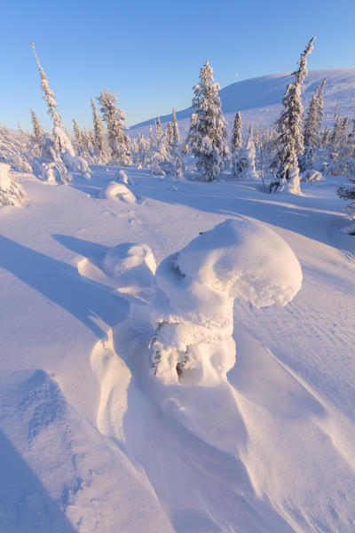 Sun on frozen trees, Pallas-Yllastunturi National Park, Muonio, Lapland, Finland