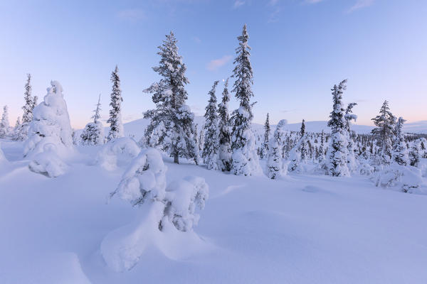 Frozen trees in the snowy woods, Pallas-Yllastunturi National Park, Muonio, Lapland, Finland