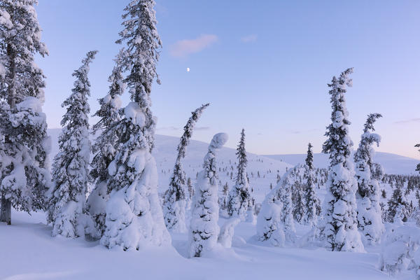 Frozen trees in the snowy woods, Pallas-Yllastunturi National Park, Muonio, Lapland, Finland