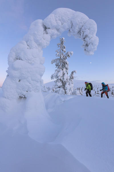 Hikers on snowshoes, Pallas-Yllastunturi National Park, Muonio, Lapland, Finland (MR)