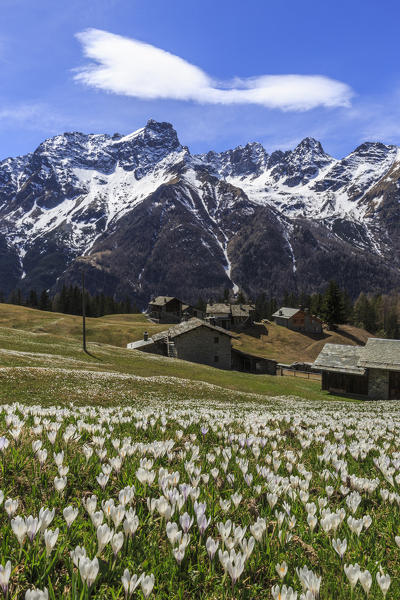 Blooming of Crocus flowers, Bracciascia alp, Malenco Valley, province of Sondrio, Valtellina, Lombardy, Italy