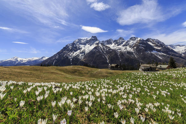 Meadows of Crocus in bloom, Bracciascia alp, Malenco Valley, province of Sondrio, Valtellina, Lombardy, Italy