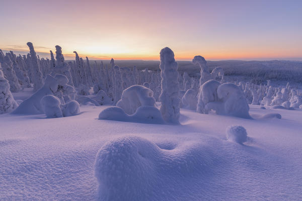 Frozen forest at dusk, Riisitunturi National Park, Posio, Lapland, Finland