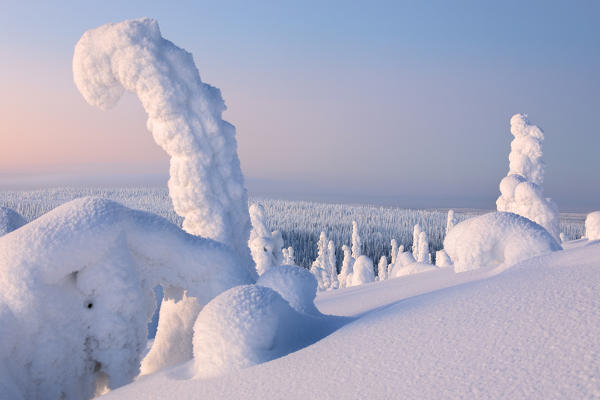 Sunrise on frozen trees, Riisitunturi National Park, Posio, Lapland, Finland