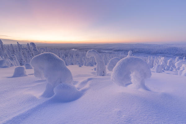 Snowy forest at dawn, Riisitunturi National Park, Posio, Lapland, Finland