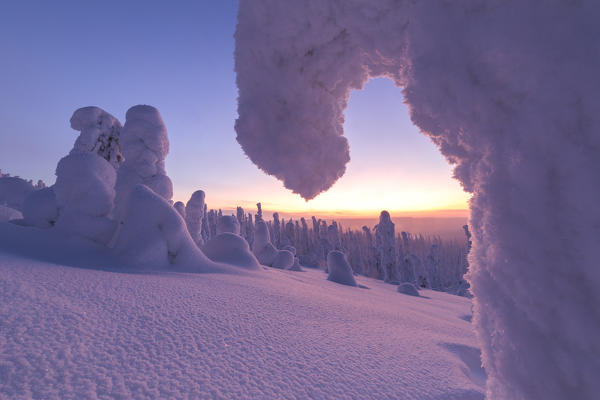 Sunrise on frozen trees, Riisitunturi National Park, Posio, Lapland, Finland