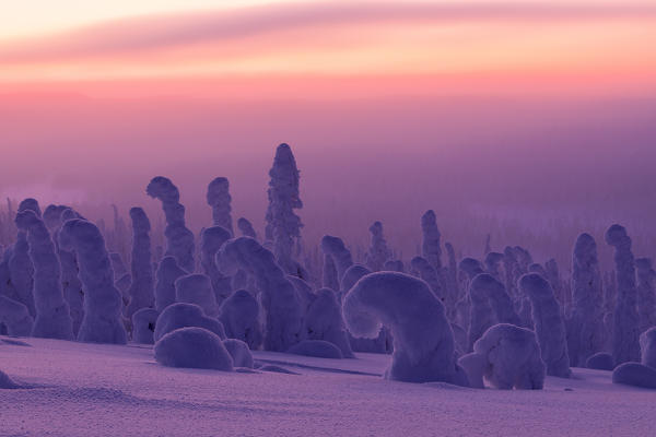 Pink sunrise on frozen trees, Riisitunturi National Park, Posio, Lapland, Finland