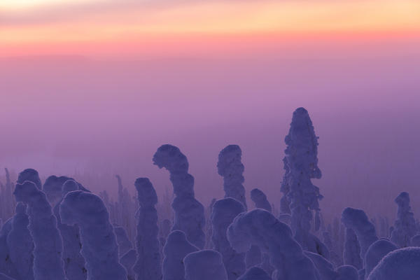 Pink sunrise on frozen trees, Riisitunturi National Park, Posio, Lapland, Finland