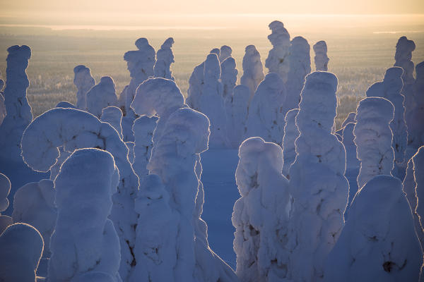 Sunset on frozen trees, Riisitunturi National Park, Posio, Lapland, Finland