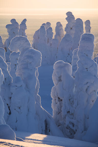 Frozen trees, Riisitunturi National Park, Posio, Lapland, Finland