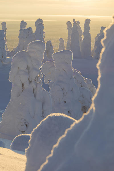 Shapes of frozen trees, Riisitunturi National Park, Posio, Lapland, Finland