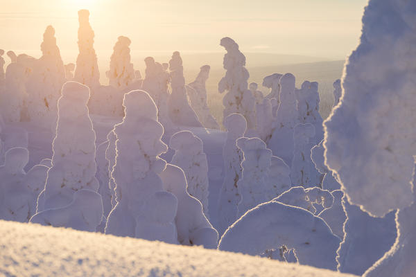 Sunset on frozen trees, Riisitunturi National Park, Posio, Lapland, Finland