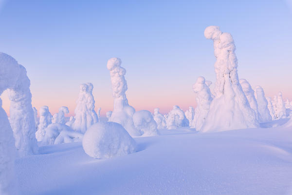 Sunrise on frozen trees, Riisitunturi National Park, Posio, Lapland, Finland