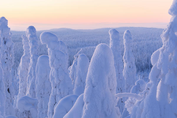 Frozen forest, Riisitunturi National Park, Posio, Lapland, Finland