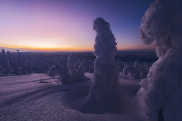 Colorful dusk on the frozen woods, Riisitunturi National Park, Posio, Lapland, Finland