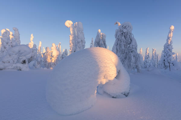 Shapes of frozen trees, Riisitunturi National Park, Posio, Lapland, Finland