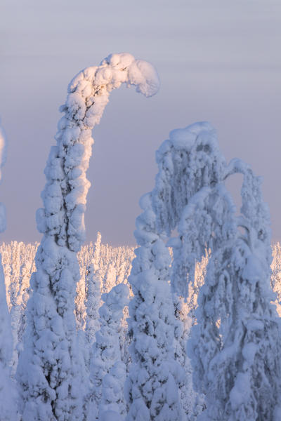 Details of frozen trees, Riisitunturi National Park, Posio, Lapland, Finland