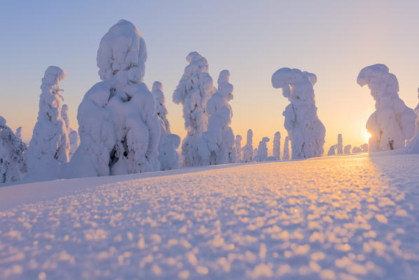 Sun rays on frozen trees, Riisitunturi National Park, Posio, Lapland, Finland