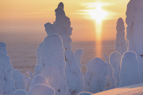 Sunset on the icy forest, Riisitunturi National Park, Posio, Lapland, Finland