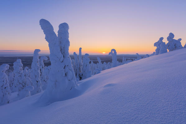 Dusk on frozen trees, Riisitunturi National Park, Posio, Lapland, Finland