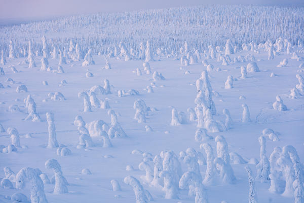 Frozen dwarf shrubs, Riisitunturi National Park, Posio, Lapland, Finland