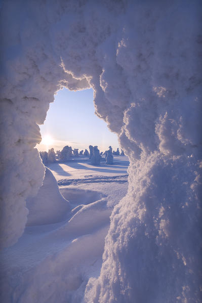 Frozen woods, Riisitunturi National Park, Posio, Lapland, Finland