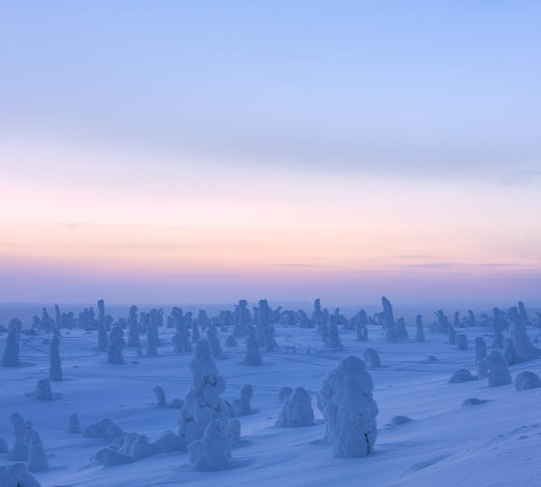 Panoramic of frozen trees at dusk, Riisitunturi National Park, Posio, Lapland, Finland