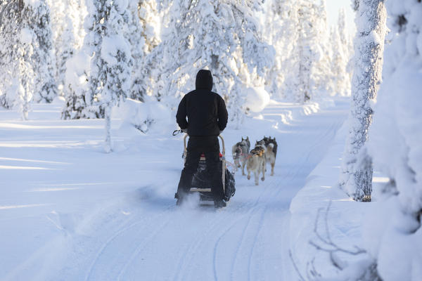 Dog sledding, Kuusamo, Northern Ostrobothnia region, Lapland, Finland (MR)