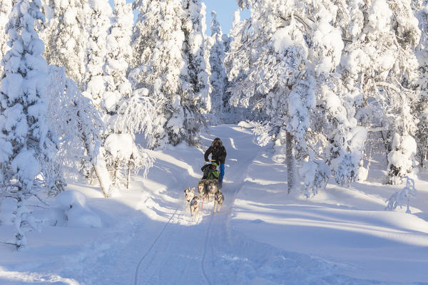 Dog sledding in the snowy woods, Kuusamo, Northern Ostrobothnia region, Lapland, Finland