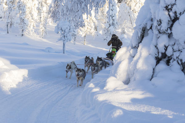 Dog sledding, Kuusamo, Northern Ostrobothnia region, Lapland, Finland