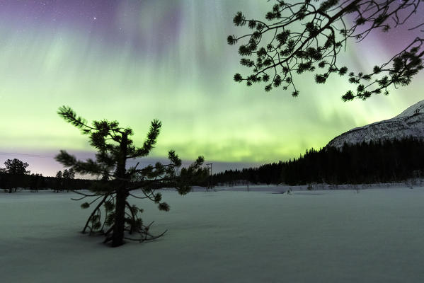 Northern Lights on lone tree, Skoddebergvatnet, Grovfjord, Troms county, Lofoten Islands, Norway