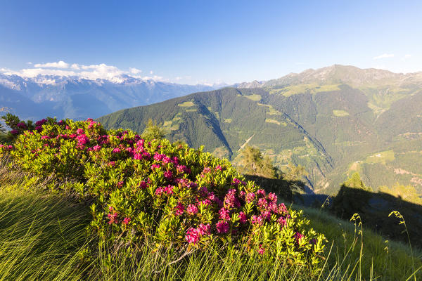 Rhododendrons on Pizzo Berro with Albaredo Valley and Monte Disgrazia in the background, Bitto Valley, Lombardy, Italy