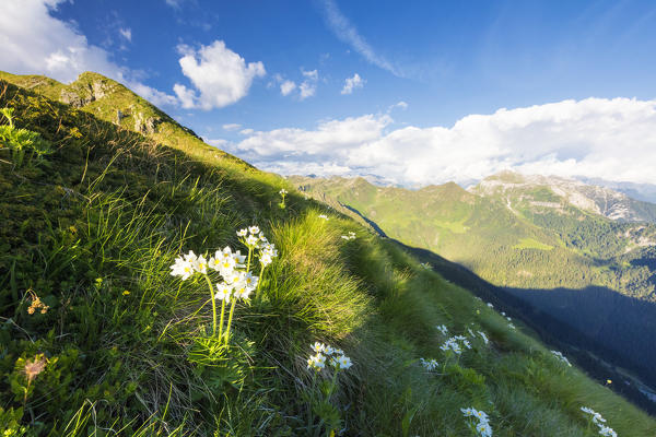 Wild flowers on crest towards Monte Azzarini with Bergamo Orobie Alps in the background, San Marco Pass, Lombardy, Italy