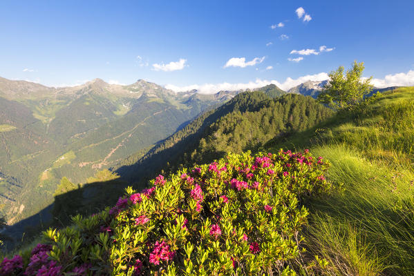 Rhododendrons on Pizzo Berro with Albaredo Valley and San Marco Pass in the background, Bitto Valley, Lombardy, Italy