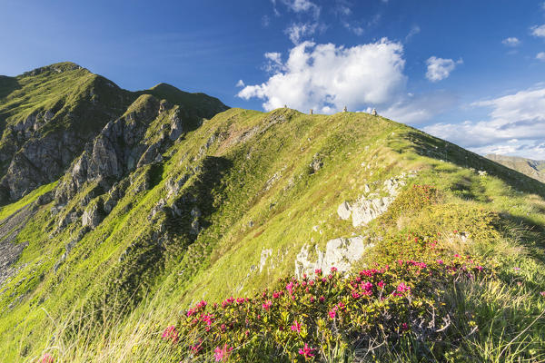 Wild flowers on crest on the ascent towards Monte Azzarini, San Marco Pass, Albaredo Valley, Orobie Alps, Lombardy, Italy