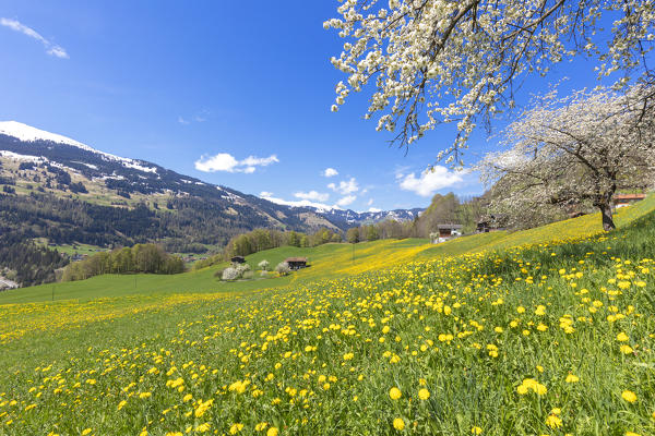 Cherry trees and wildflowers in spring, Luzein, Prattigau/Davos region, canton of Graubunden, Switzerland