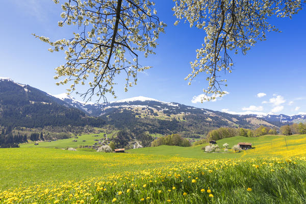 Fields of yellow wildflowers during spring bloom, Luzein, Prattigau/Davos region, canton of Graubunden, Switzerland