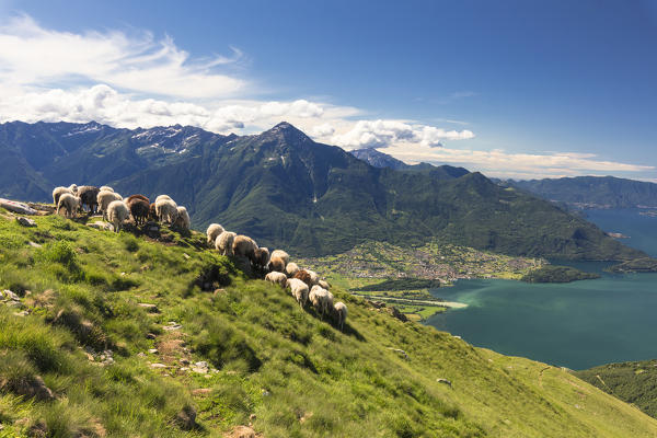 Sheep grazing on Monte Berlinghera with Lake Como in the background, Sondrio province, Lombardy, Italy