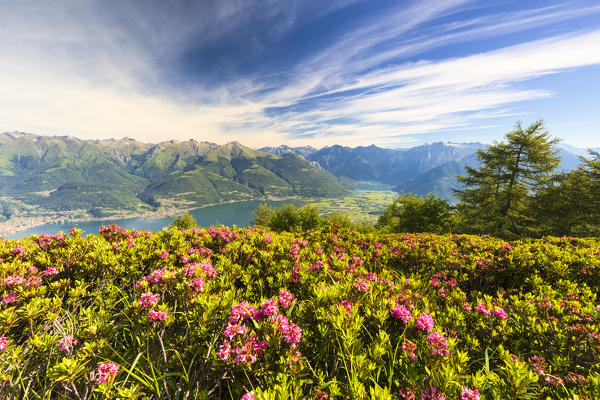 Rhododendrons in bloom with Lake Como and Alto Lario in the background, Monte Legnoncino, Lecco province, Lombardy, Italy