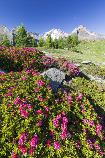 Rhododendrons and Monte Disgrazia on background, Scermendone Alp, Sondrio province, Valtellina, Rhaetian Alps, Lombardy, Italy