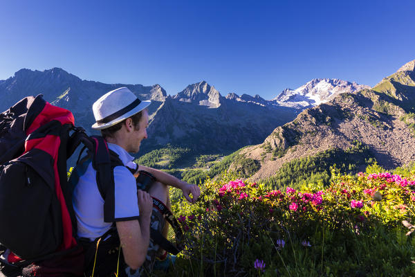 Hiker looks the rhododendrons in bloom and Monte Disgrazia, Scermendone Alp, Sondrio, Valtellina, Rhaetian Alps, Lombardy, Italy