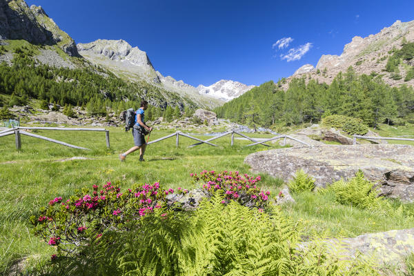 Hiker on path with Monte Disgrazia and Corni Bruciati in the background, Preda Rossa, Valmasino, Valtellina, Lombardy, Italy