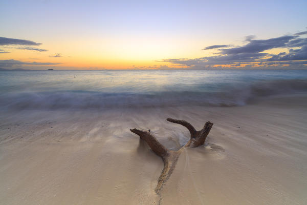 Tree trunk on Ffryes Beach at sunset, Antigua, Antigua and Barbuda, Caribbean, Leeward Islands, West Indies