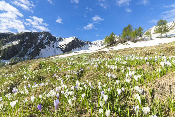 Crocus flowers during spring bloom, Casera di Olano, Valgerola, Valtellina, Sondrio province, Lombardy, Italy