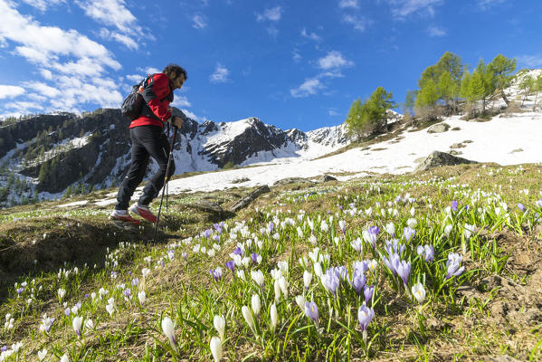 Hiker walks surrounded by Crocus flowers in bloom, Casera di Olano, Valgerola, Valtellina, Sondrio province, Lombardy, Italy