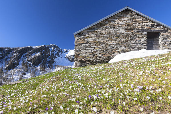 Stone hut  surrounded by Crocus flowers, Casera di Olano, Valgerola, Valtellina, Sondrio province, Lombardy, Italy