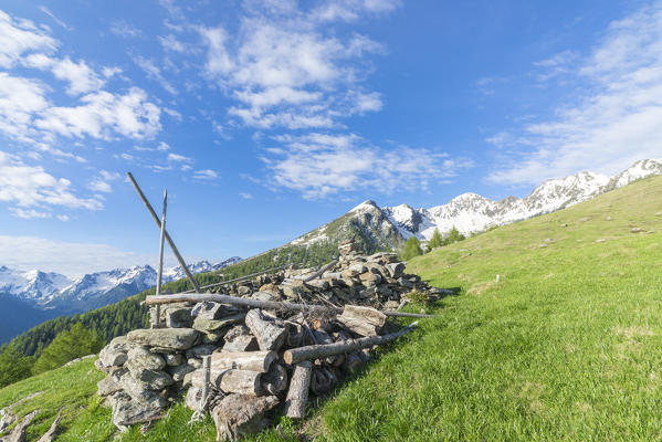 Firewood in the green meadows during springtime, Motta di Olano, Valgerola, Valtellina, Sondrio province, Lombardy, Italy