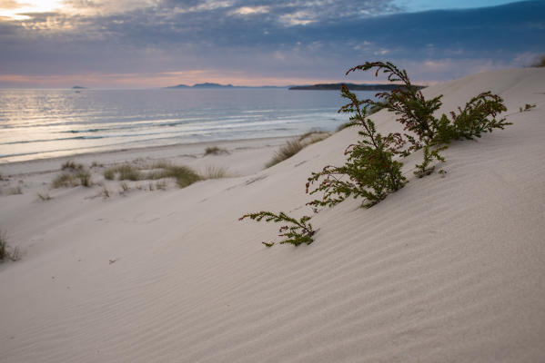 Sunset at the dunes of Is Arenas Biancas, Teulada, Cagliari Province, Sardinia, Italy, Europe.