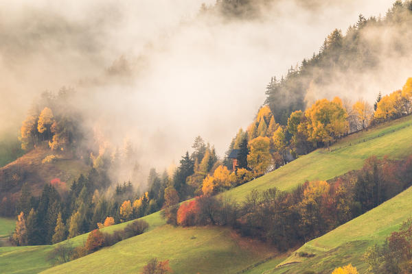 An autumnal view of a wood with beautiful yellow and orange trees through the mist, Bolzano province, South Tyrol, Trentino Alto Adige, Italy